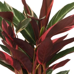 Calathea Stromanthe 'Triostar' - Le feuillage rose qui bouge