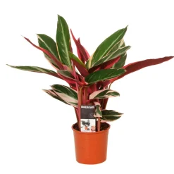 Calathea Stromanthe 'Triostar' - Le feuillage rose qui bouge