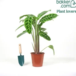 Calathea zebrina - Un feuillage qui bouge