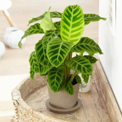 Calathea zebrina - Un feuillage qui bouge