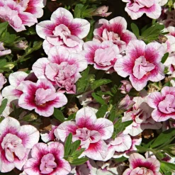 3 Calibrachoas PinkTastic - Cascade rose tout l'été
