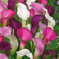 3 Callas blanc, pourpre, rose en mélange - Trois couleurs, un effet chic