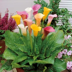 3 Callas blanc, rose, jaune en mélange - Un trio de fleurs élégantes