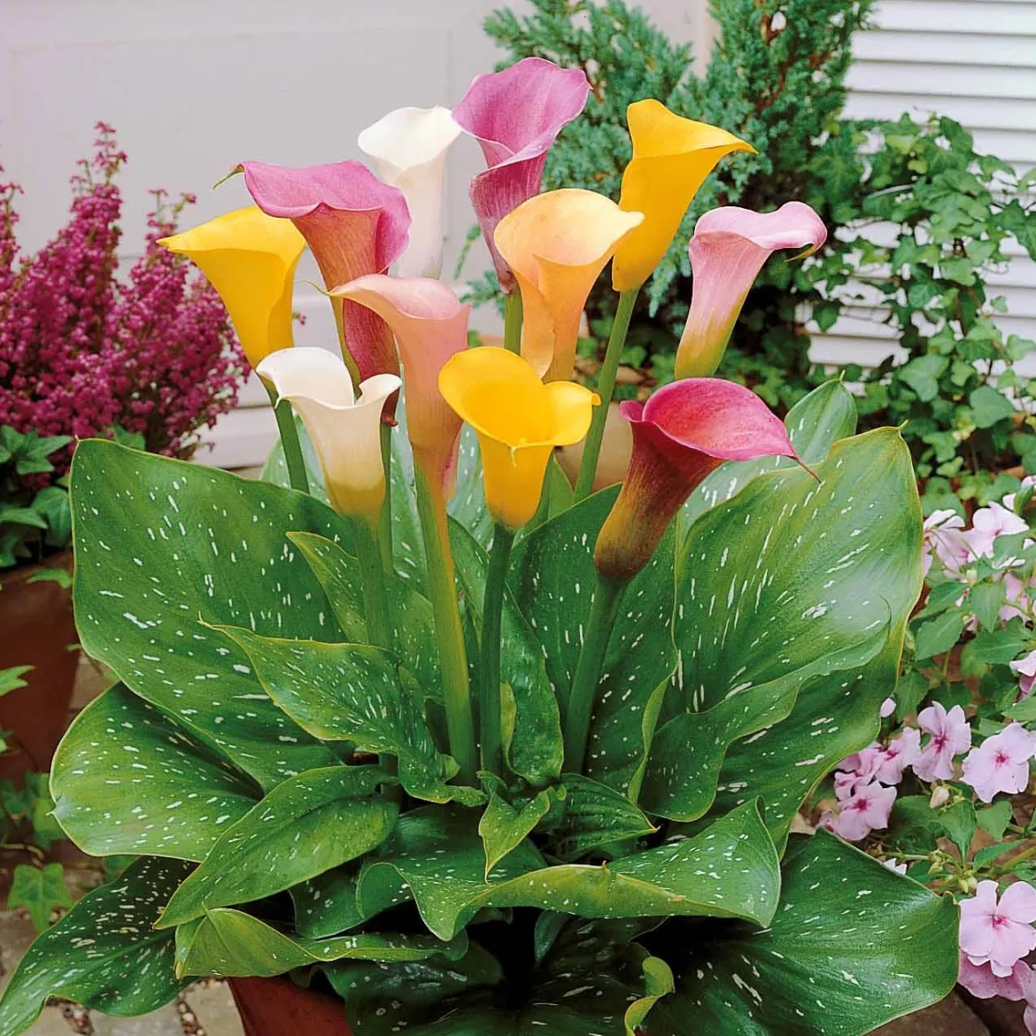 3 Callas blanc, rose, jaune en mélange - Un trio de fleurs élégantes
