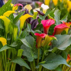 3 Callas rose, jaune, pourpre en mélange - Trois couleurs, un effet chic