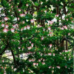 Calliandra de Surinam - Des pompons roses tout l'été