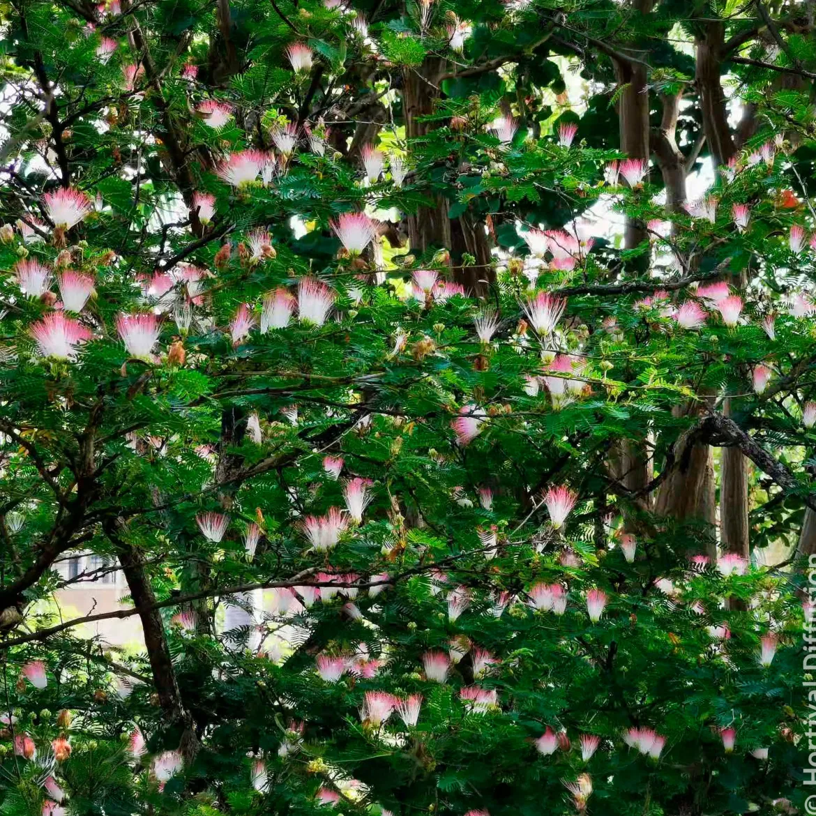 Calliandra de Surinam - Des pompons roses tout l'été