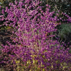 Callicarpa Profusion - Des baies violettes en hiver