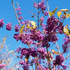 Callicarpa Profusion - Des baies violettes en hiver