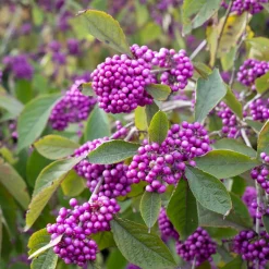 Callicarpa Profusion - Des baies violettes en hiver