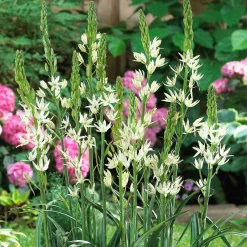 3 Camassies Alba - Des épis blancs faciles