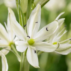 3 Camassies Alba - Des épis blancs faciles