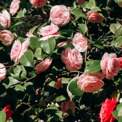 Camélia bicolore - Fleurs striées dès le printemps