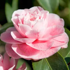 Camélia du Japon 'Bonomiana' - Fleurs roses en plein hiver