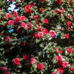 Camélia du Japon à fleurs doubles rouge - Fleurs rouges dès l'hiver