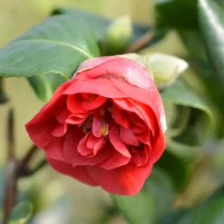 Camélia du Japon à fleurs doubles rouge - Fleurs rouges dès l'hiver