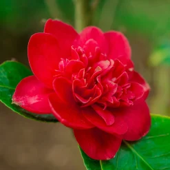 Camélia du Japon à fleurs doubles rouge - Fleurs rouges dès l'hiver