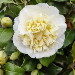 Camélia du Japon à fleurs doubles blanches - Fleurs blanches en plein hiver