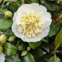 Camélia du Japon à fleurs doubles blanches - Fleurs blanches en plein hiver