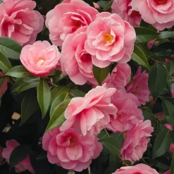 Camélia du Japon à fleurs doubles roses - Des fleurs roses en plein hiver