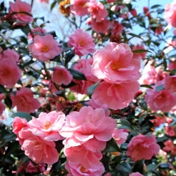 Camélia du Japon à fleurs doubles roses - Des fleurs roses en plein hiver