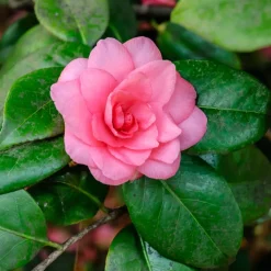 Camélia du Japon à fleurs doubles roses - Des fleurs roses en plein hiver