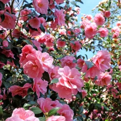 Camélia du Japon à fleurs doubles roses - Des fleurs roses en plein hiver