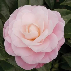 Camélia du Japon 'Nuccio's Cameo' - Fleurs roses en plein hiver