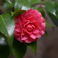 Camélia du Japon Principessa Baciocchi - Fleurit quand tout dort