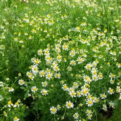 Camomille Allemande Bio - Vos tisanes maison bio