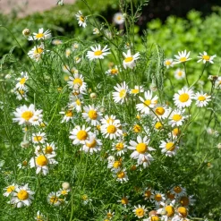 Camomille Allemande Bio - Vos tisanes maison bio