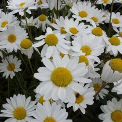 Camomille des Carpates Karpatenschnee - Un tapis blanc sans effort