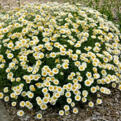 Camomille des teinturiers Sauce Hollandaise - Un tapis de fleurs tout l'été