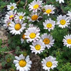 Camomille marocaine - Un tapis fleuri sans effort