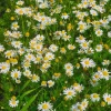Camomille rampante - Pyrèthre gazonnant - Un tapis fleuri sans tondeuse