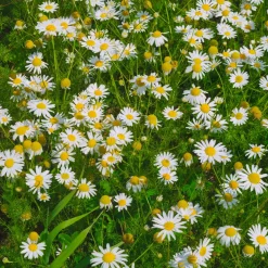 Camomille rampante - Pyrèthre gazonnant - Un tapis fleuri sans tondeuse