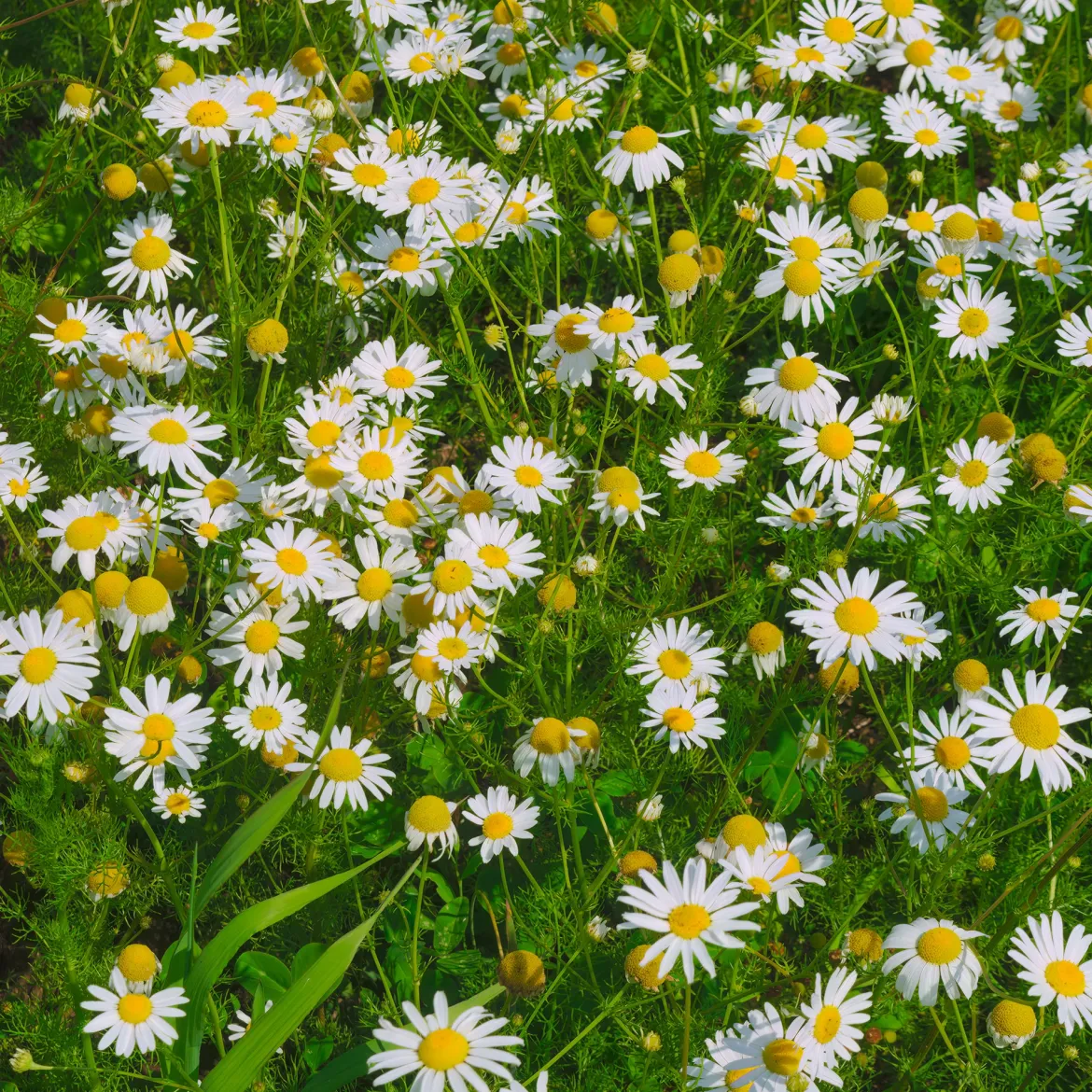 Camomille rampante - Pyrèthre gazonnant - Un tapis fleuri sans tondeuse