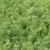Camomille romaine Treneague - Un tapis vert qui parfume