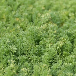 Camomille romaine Treneague - Un tapis vert qui parfume