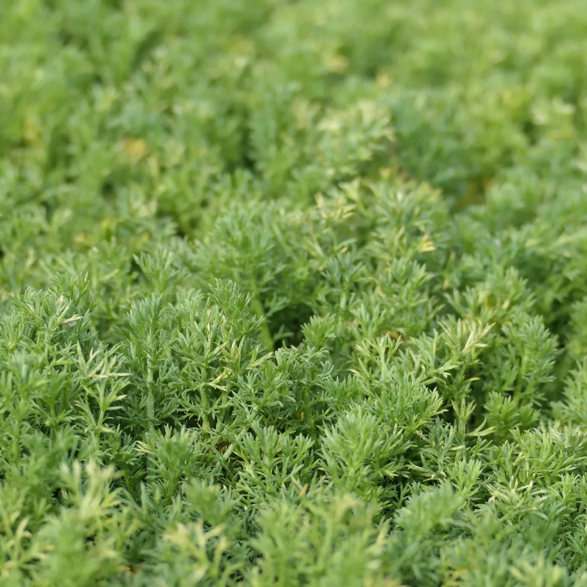 Camomille romaine Treneague - Un tapis vert qui parfume