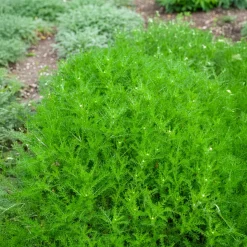 Camomille romaine - Un tapis parfumé au soleil