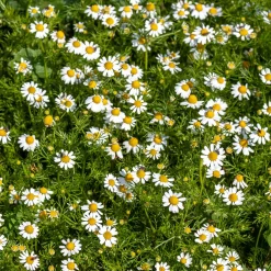 Camomille romaine - Un tapis parfumé au soleil