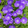 Campanule bleue des monts Carpathes vivace - Tapis de fleurs bleues sans effort
