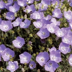 Campanule bleue des monts Carpathes vivace - Tapis de fleurs bleues sans effort