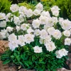 Campanule des Carpates Alba - Tapis de fleurs blanches