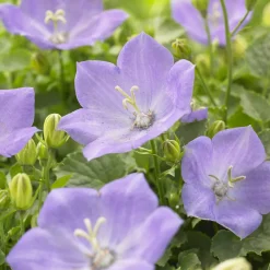 Campanule des Carpates Blaue Clips - Un coussin bleu tout l'été