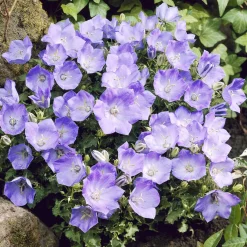 Campanule des Carpates Blaue Clips - Un coussin bleu tout l'été