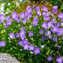 Campanule des Carpates Blaue Clips - Un coussin bleu tout l'été