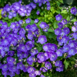 Campanule des Carpates Blaue Clips - Un coussin bleu tout l'été