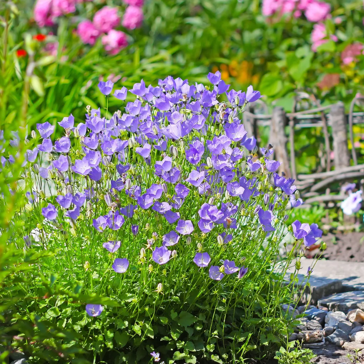 Campanule des Carpates - Un tapis de fleurs sans effort